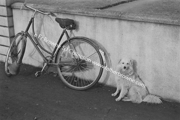 DOG WITH BICYCLE